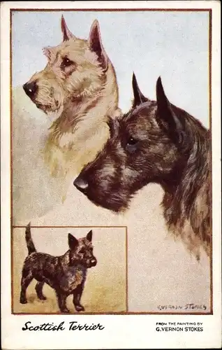 Künstler Ak Stokes, G. Vernon, Scottish Terrier, Hundeportrait