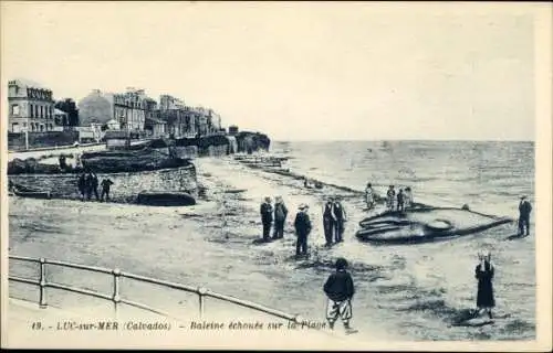 Ak Luc sur Mer Calvados, Baleine echouee sur la Plage, gestrandeter Wal