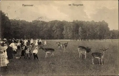 Ak Hannover in Niedersachsen, Im Tiergarten