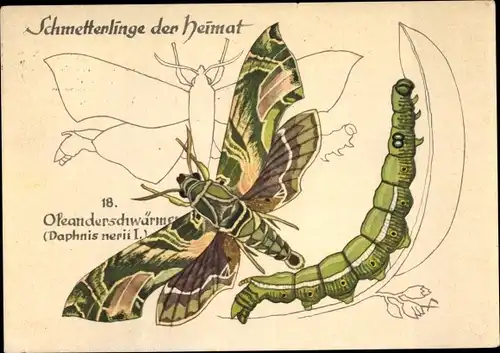 Ak Schmetterlinge der Heimat, Oleanderschwärmer, Daphnis nerii, Raupe