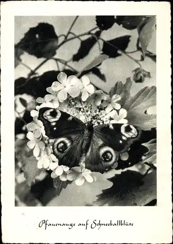 Ak Pfauenauge auf Schneeballblüte, Schmetterling