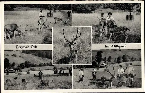 Ak Bad Orb im Spessart, Partie im Wildpark, Hirsche