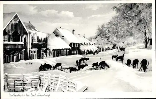 Ak Bad Harzburg am Harz, Rehe am Molkenhaus im Winter