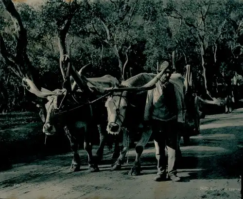 Chromotypie Attelage de Taureaux