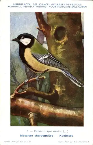 Künstler Ak Dupond, Hubert, 12, Parus major, Kohlmeise