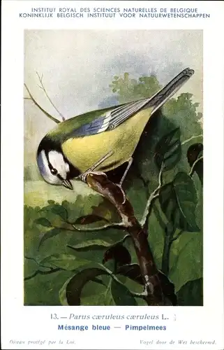 Künstler Ak Dupond, Hubert, 13, Parus caeruleus, Blaumeise