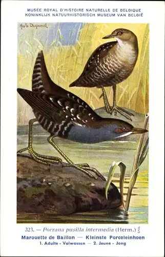 Künstler Ak Dupond, Hubert, 323, Porzana pusilla intermedia, Sumpfhuhn