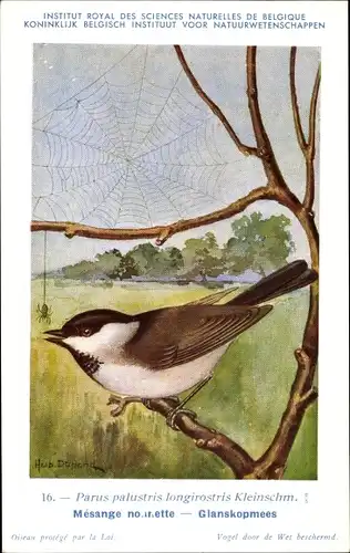 Künstler Ak Dupond, Hubert, 16, Parus palustris, Sumpfmeise, Spinne