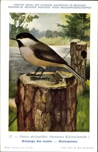 Künstler Ak Dupond, Hubert, 17, Parus atricapillus, Schwarzkopfmeise