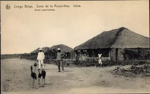 Ak Uvira DR Kongo Zaire, Zone de la Ruzizi Kivu, Grues, Kraniche