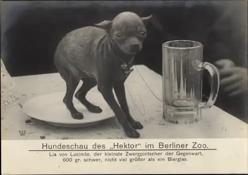 Riesen Ak Berlin Tiergarten, Hundeschau, Zwergpinscher Hektor neben Bierglas, Zoo