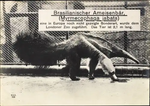 Riesen Ak London, Brasilianischer Ameisenbär, Myrmecophaga jabata, Zoo