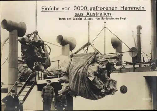 Riesen Ak 3000 gefrorenen Hammel aus Australien, Entladung von Dampfer Elsass, Norddeutscher Lloyd