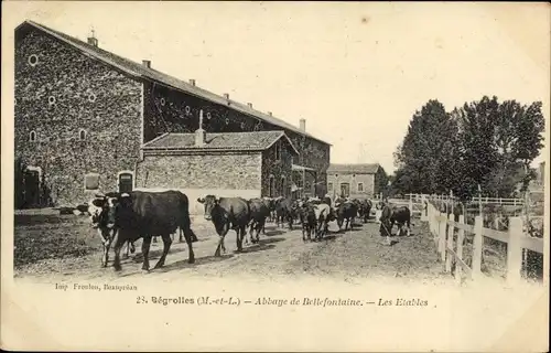 Ak Bégrolles Maine et Loire, Abbaye de Bellefontaine, les Etables, Rinder