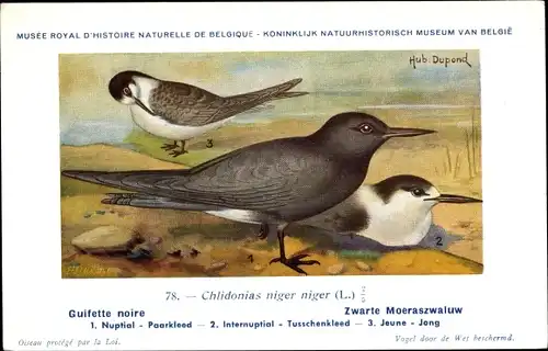 Künstler Ak Dupond, Hubert, Chlidonias niger, Trauerseeschwalbe