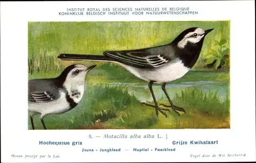 Künstler Ak Dupond, Hubert, Motacilla alba, Bachstelze