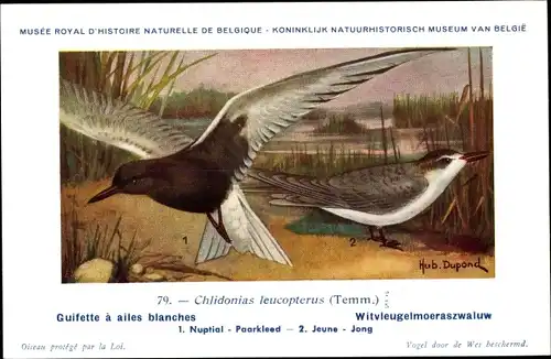 Künstler Ak Dupond, Hubert, Chlidonias leucopterus, Weißflügelseeschwalbe
