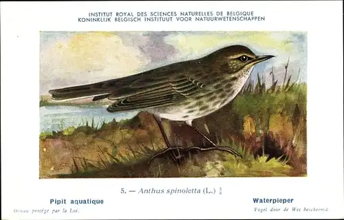 Künstler Ak Dupond, Hubert, Anthus spinoletta, Bergpieper