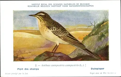 Künstler Ak Dupond, Hubert, Anthus campestris, Brachpieper