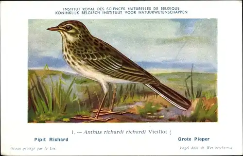 Künstler Ak Dupond, Hubert, Anthus campestris, Brachpieper