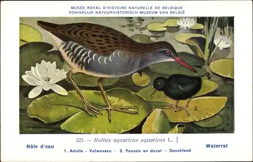 Künstler Ak Dupond, Hubert, Rallus aquaticus, Wasserralle