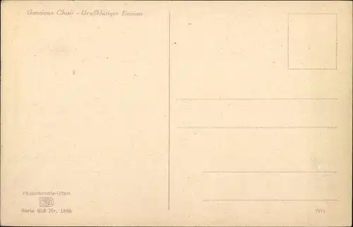 Ak Großblütiger Enzian, Blumenblüten