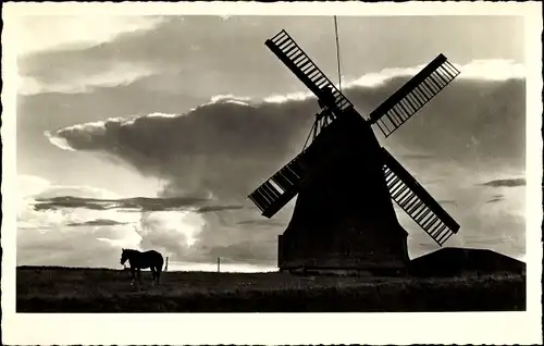 Ak Insel Amrum in Nordfriesland, Windmühle, Pferd