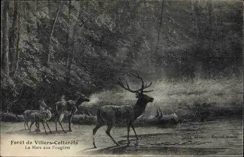 Ak Foret de Villers Cotterêts Aisne, La Mare aux Fougeres