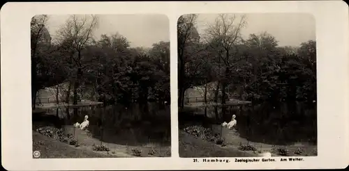 Stereo Foto Hamburg, Zoologischer Garten, Am Weiher, Pelikan