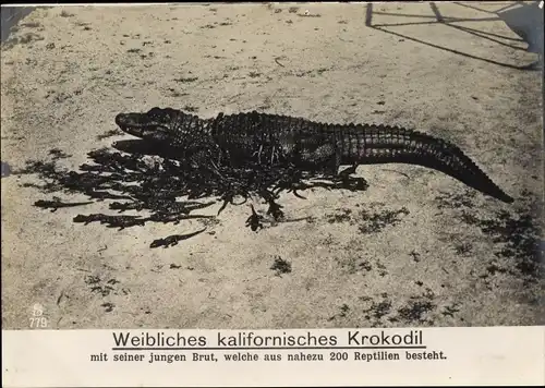 Riesen Ak Weibliches kalifornisches Krokodil mit Brut