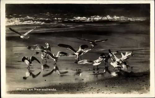 Ak Norderney in Ostfriesland, Möwen am Meeresstrande