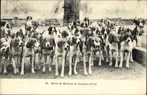 Ak Yvelines Frankreich, Meute de Madame la Duchesse d'Uzes