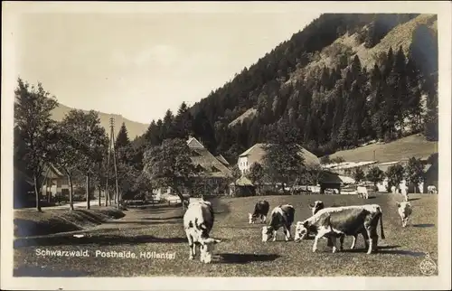 Ak Posthalde Breitnau im Schwarzwald, Höllental, weidende Kühe