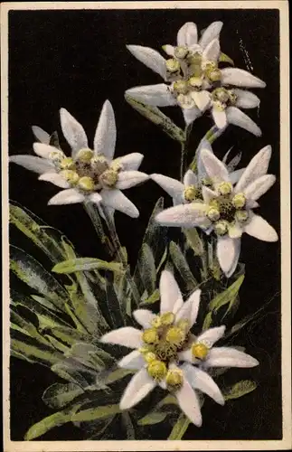 Ak Photochromie, Nenke und Ostermaier 656 1862, Leontopodium alpinum, Edelweiß