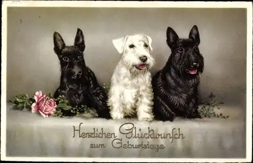 Ak Glückwunsch Geburtstag, Drei Terrier mit Rose