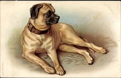 Litho Liegender Hund, Boxer, Halsband