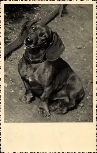 Foto Ak Dackel, Hundeportrait