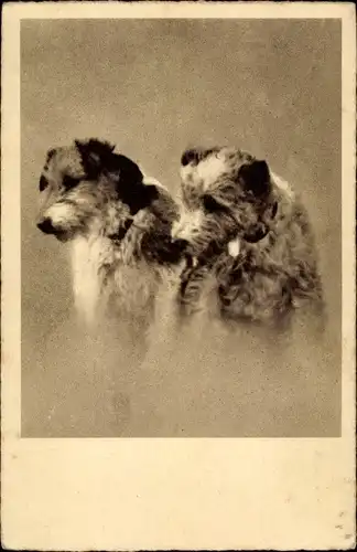 Ak Zwei Hunde, Hundeportrait