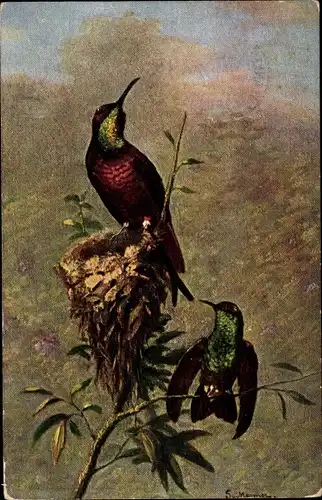 Künstler Ak Zwei Vögel mit Nest auf einem Baum