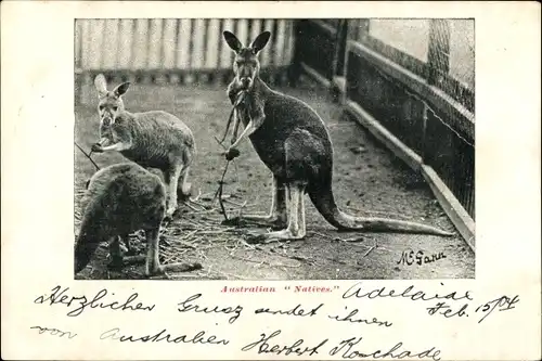 Ak Australian Natives, Kängurus