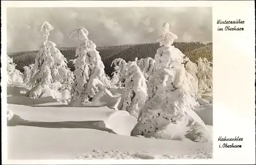 Ak Hahnenklee Bockswiese Goslar im Harz, Winterwald