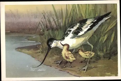 Künstler Ak Säbelschnäbler mit Jungtieren am Wasser