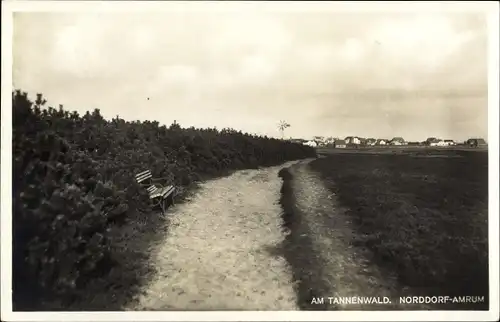 Ak Norddorf auf Amrum Nordfriesland, Am Tannenwald