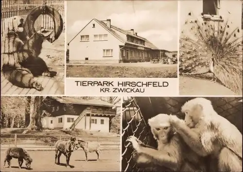 Ak Hirschfeld in Sachsen, Tierpark, Affen, Pfau, Braunbär, Esel, Pony