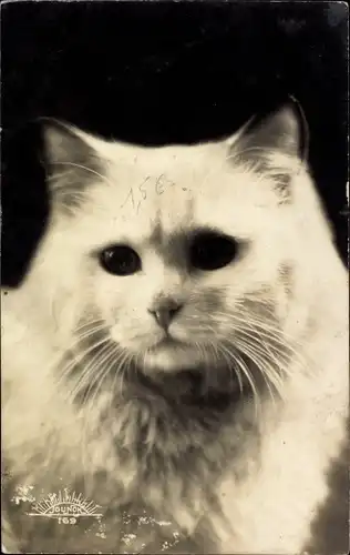 Ak Weiße Katze, Katzenportrait, Tierportrait