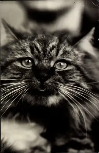 Ak Katze, Katzenportrait, Tierportrait