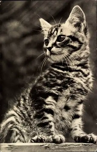 Ak Getigerte Katze, Katzenportrait, Tierportrait, Cyperse kat