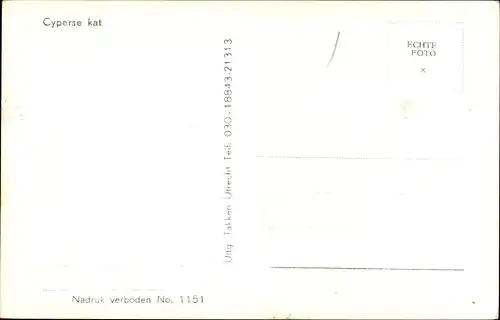 Ak Getigerte Katze, Katzenportrait, Tierportrait, Cyperse kat