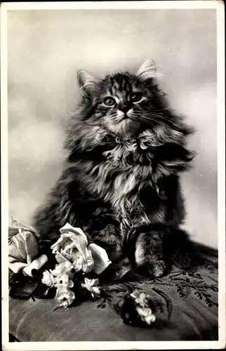 Ak Katze mit Blumen, Katzenportrait, Tierportrait