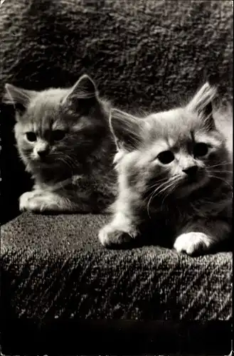 Ak Zwei junge Katzen, Katzenportrait, Nederlandsche Vereeniging tot Bescherming van Dieren